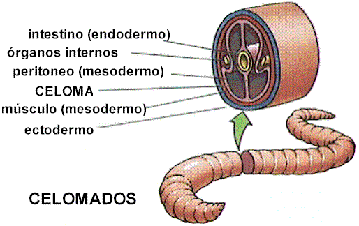 celomatico