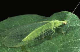 crisopa