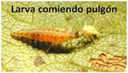 control de pulgon