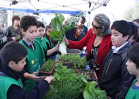 ecotianguis