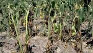 hongo fusarium