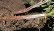 daño por fusarium