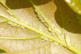 larva de pulgon